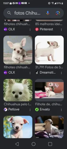 Chihuahua macho 