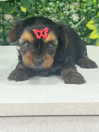 Yorkshire bebe