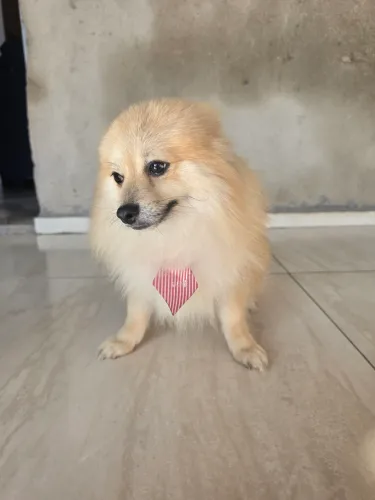 Cachorro