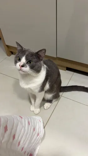 Gato macho