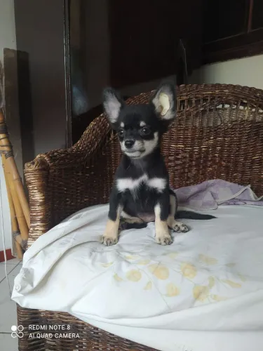 Filhote de chihuahua fêmeapelo médio black tan