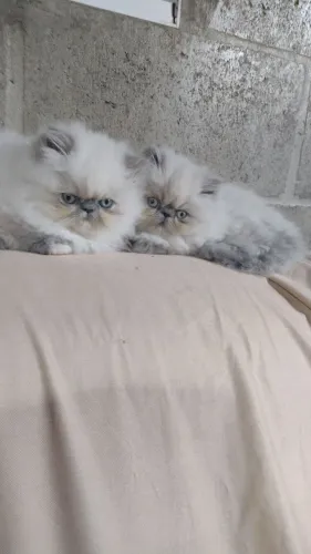 Gatos