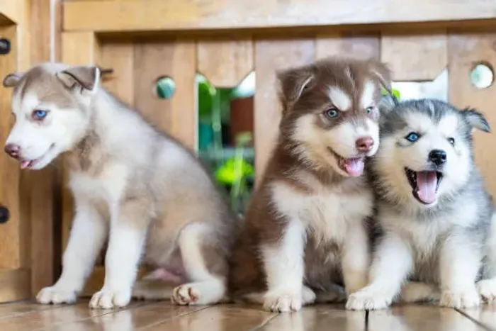 ? Seu Novo Husky Siberiano Espera por Você | Filhotes Disponíveis