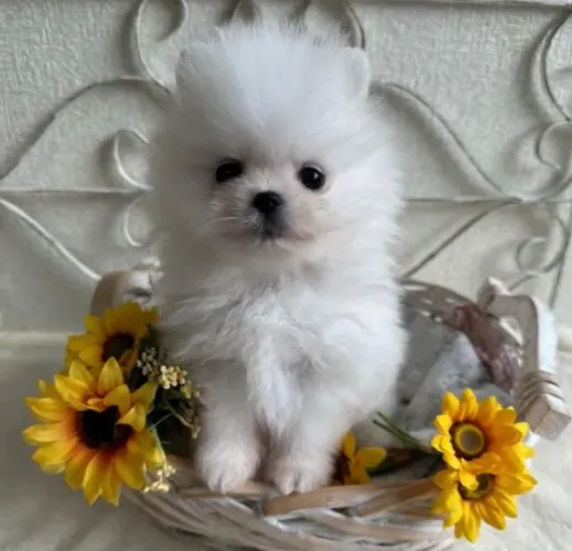 Cachorro Lulu da Pomerania promoção de sexta feira filhote cheio de amor