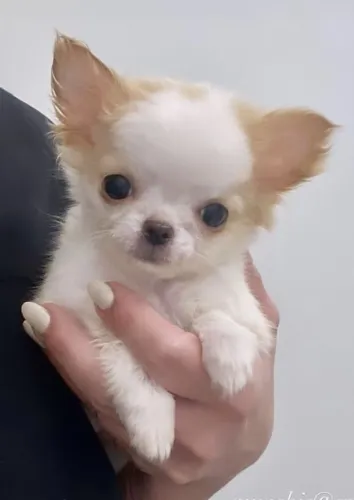 Chihuahua charmoso
