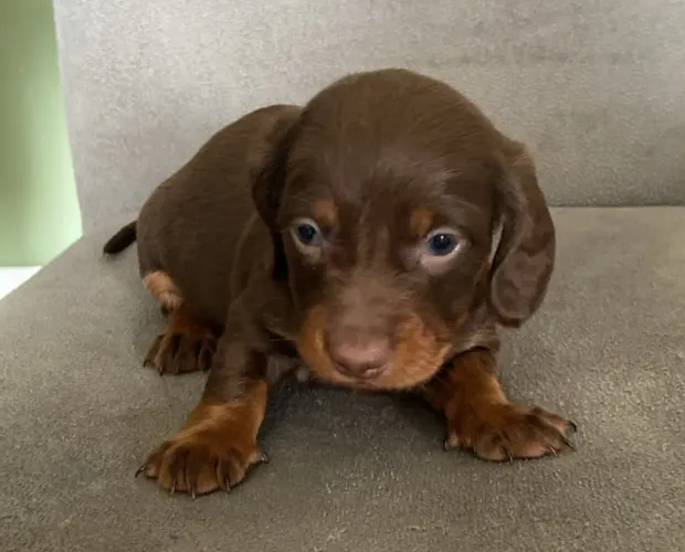 Filhote de dachshund, salsicha, cofap, linguicinha