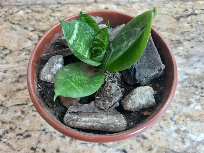 Planta Sansevieria - mini espada de São Jorge - Mooca /SP