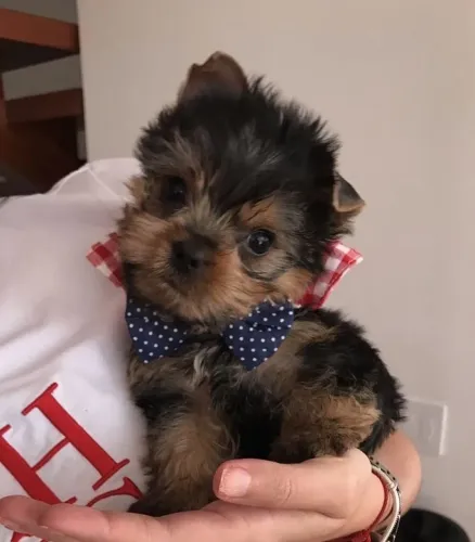 Yorkshire Terrier - Um Filhote Com Características Impressionantes