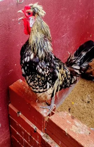 Galo Ornamental adulto - pronto para reprodução