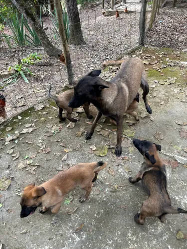 Malinois 