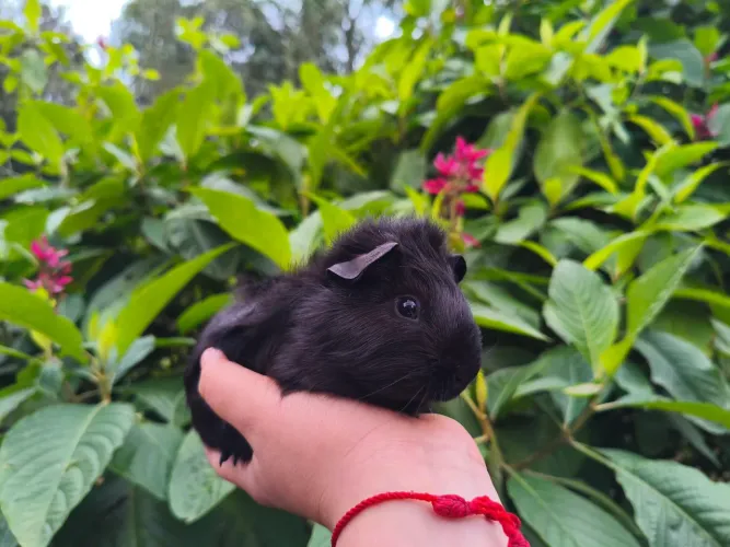 Porquinho da índia 