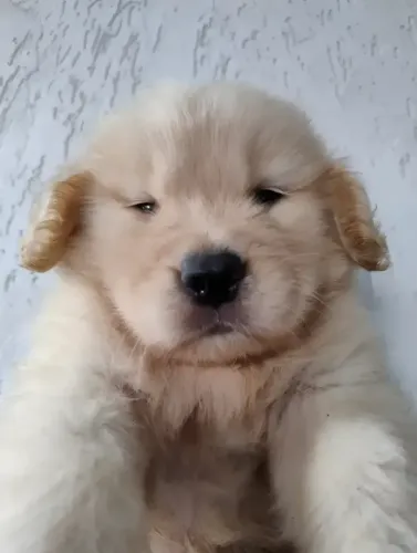 cachorro