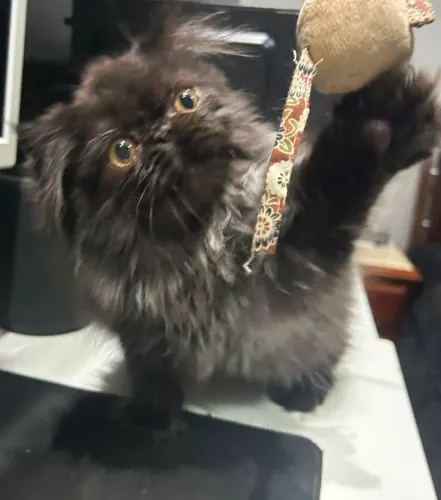 Gato Persa Macho