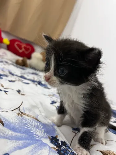 Doa-se gatinhos