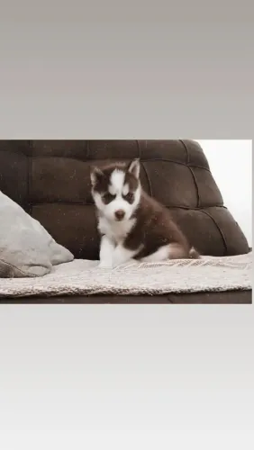 Filhote Husky siberiano fêmea