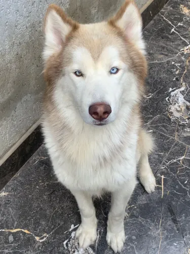 Husky Siberiano para Cruza 