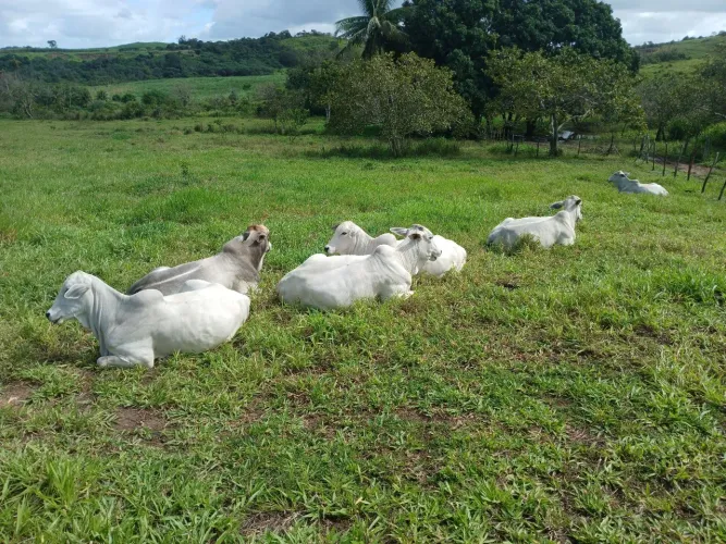 LOTE DE NOVILHAS E TOURETE NELORES