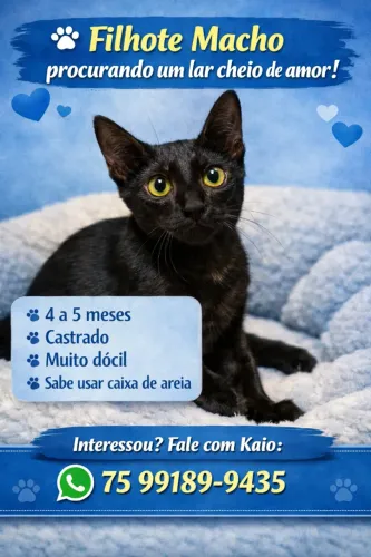 Gato macho castrado para adoção responsável