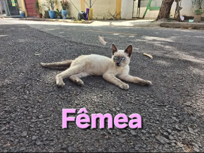 Doação filhotes gatinhos