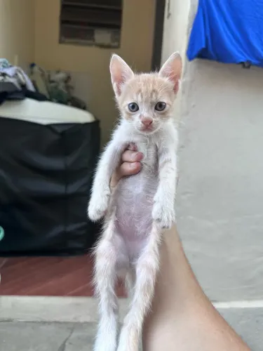 Doe-se filhotes de gato