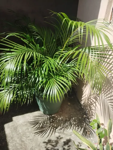 Planta ?