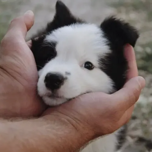 Filhotes de Border Collie | O encanto está nos detalhes.