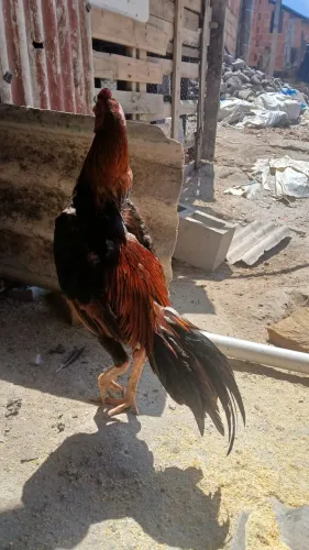 galo