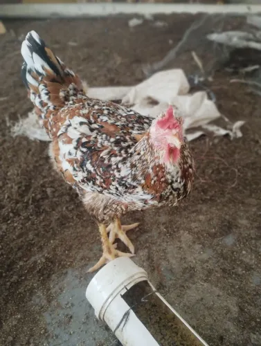 Vendo franga, galinha GSB