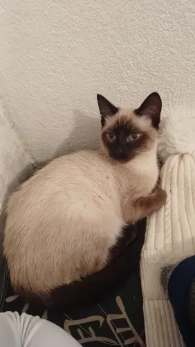 Gatinha para Adoção Responsável