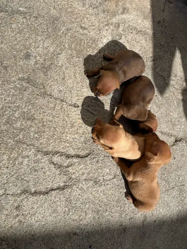 Pinscher miniatura 