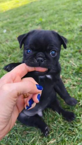 Pug fêmea e Macho 