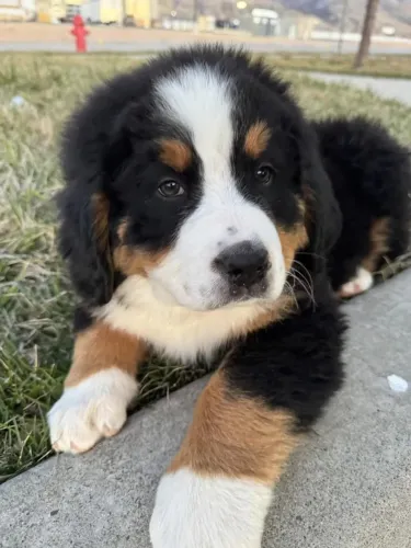 Filhotes de Bernese | O carinho ganha vida aqui.