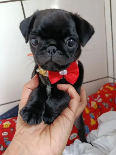 Filhote pug, Seu coração nunca mais será o mesmo depois de conhecer esses filhotes!