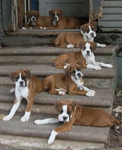 Boxer Afeto que acompanha o crescimento