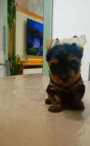 Yorkshire terrier