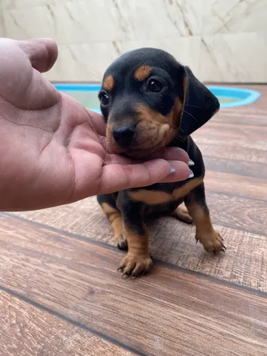 Basset - pronta entrega Machinho (Salsichinha)