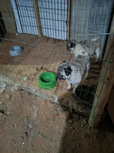Vendo um casal de Pug