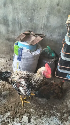 Vendo frango GSB com 4 meses 200 reais