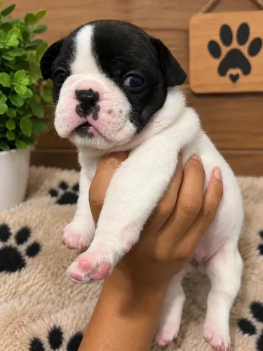 Vendo filhotes de buldogue francês .