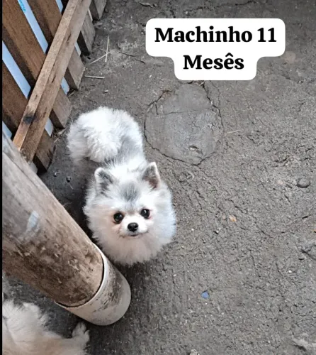 Spitz anão machinho 13 centímetros