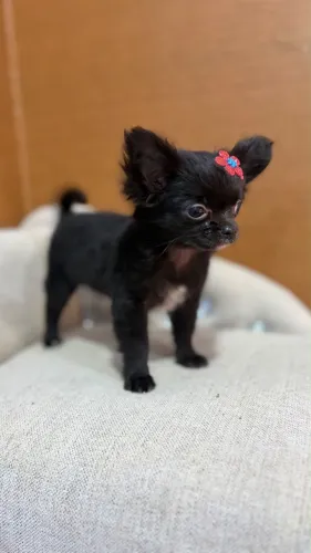 Fêmea chihuahua