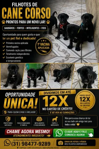 Carne Corso últimos filhotes 