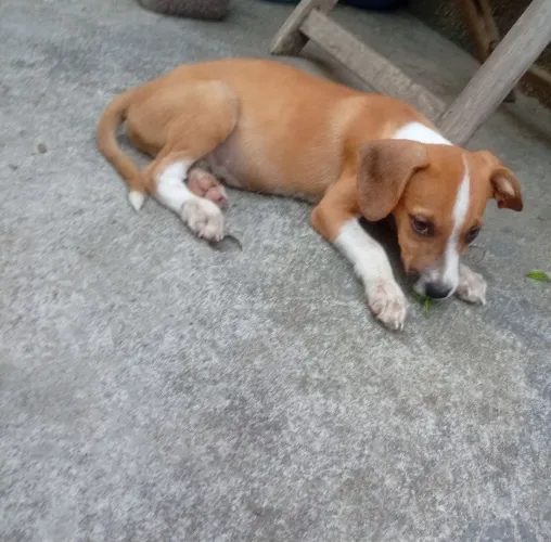 Filhote MACHO doação 