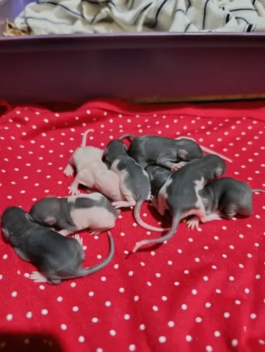 Ratinhos Twister 