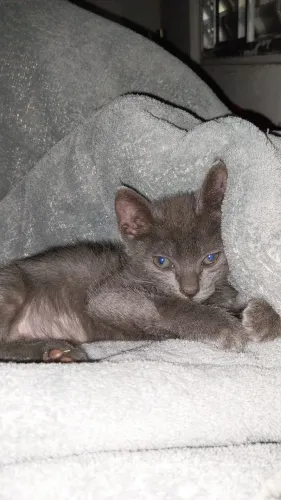 Doa-se Gatinho filhote Cinza