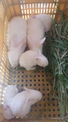 Vendo Coelhos filhote