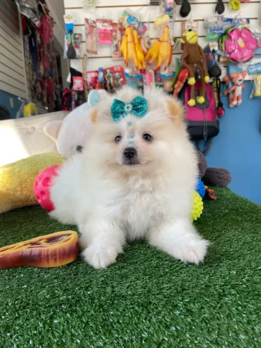 Spitz alemão fêmea $4.000,00