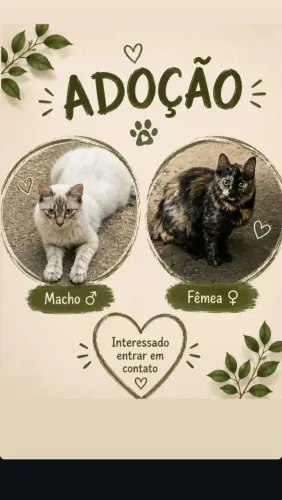 Gatos