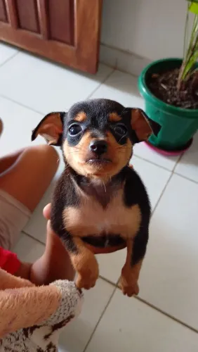 Vendo pinscher filhote 