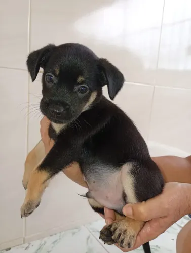 Cachorro para doação (SEM RAÇA)